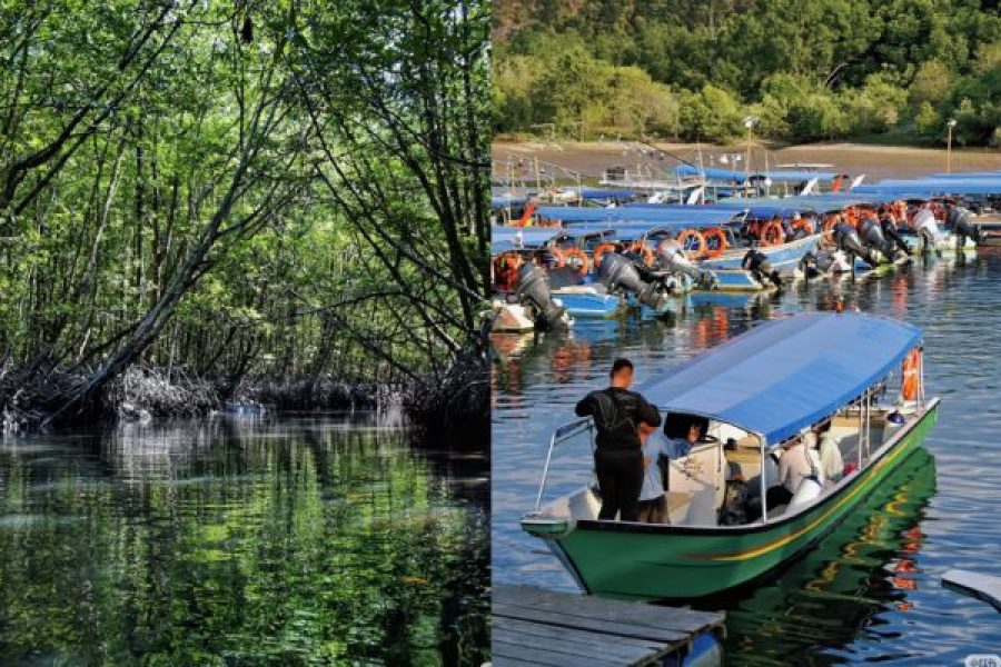 PRIVATE MANGROVE 3 HOURS TOUR BY SPEED BOAT