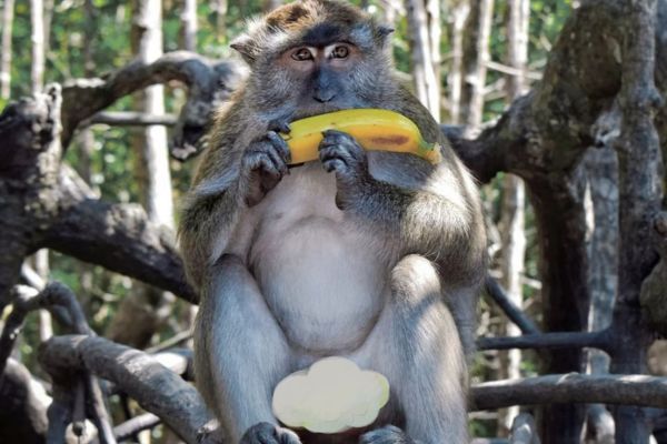 SHARING MANGROVE TOUR